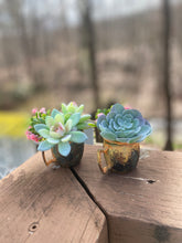 Load image into Gallery viewer, Sweet  Faux Succulent Moscow Mule Plants